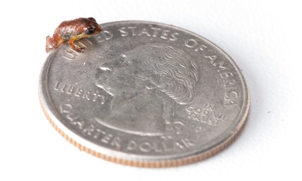 Tiny brown frog seated on an American quarter.