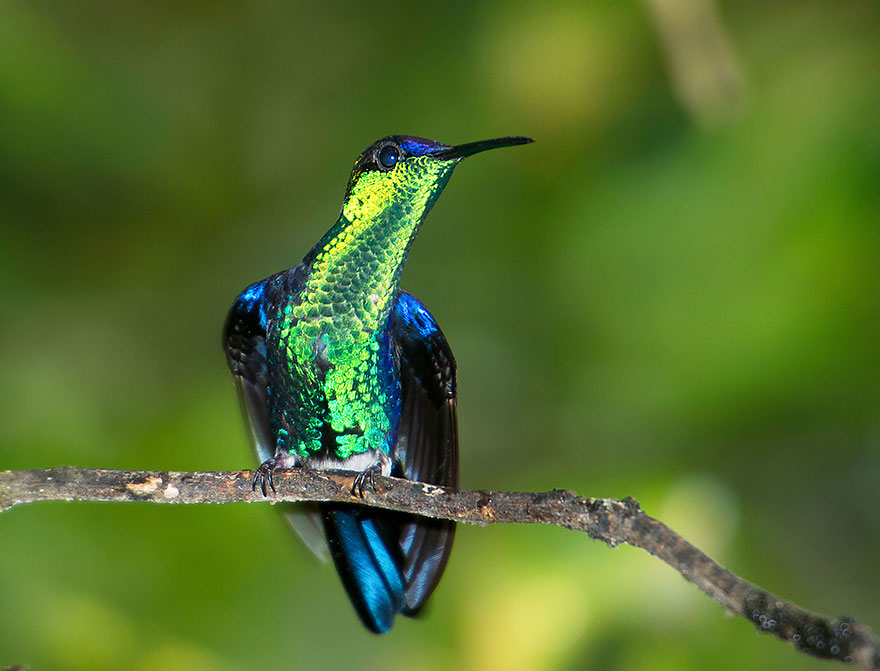 Iridescent green hummingbird with blue wings and head.